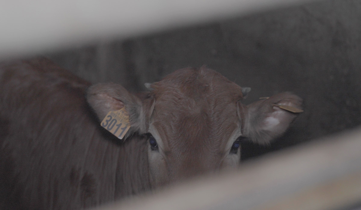 Des animaux égorgés conscients et découpés encore vivants dans un abattoir de Savoie