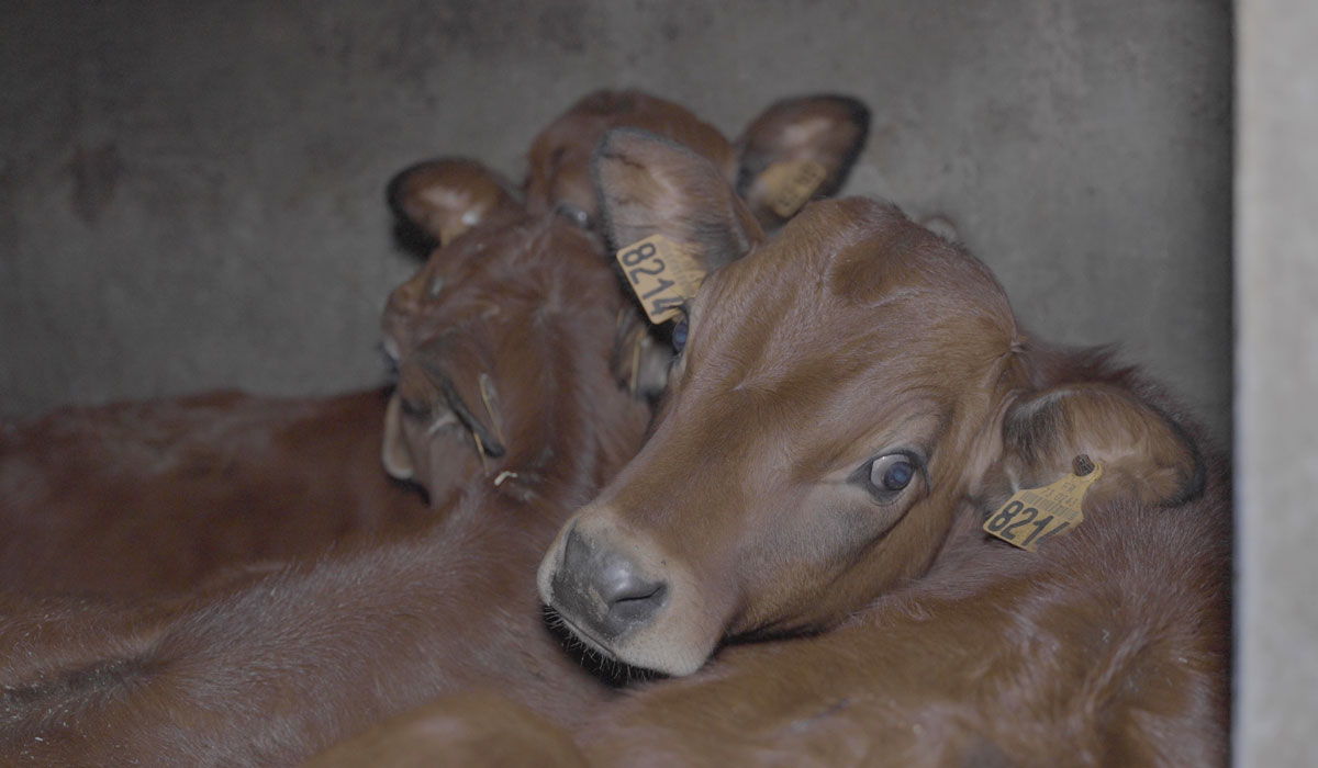 Le préfet de la Savoie ferme l’abattoir de Maurienne