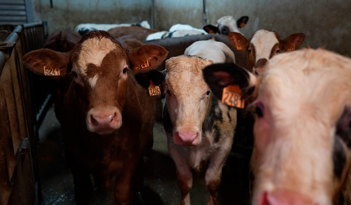  Abattoir Rhône Ouest : une vraie boucherie, sa fermeture s’impose