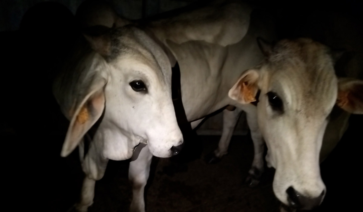 Des vaches découpées en vie à l’abattoir du Lamentin : L214 saisit la justice Des vaches découpées en vie à l’abattoir du Lamentin : L214 saisit la justice