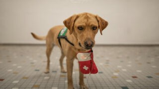 Vente aux enchères sportive au profit des jeunes diabétiques et leur chien d’assistance  #14/11/2023 #journéemondialediabète