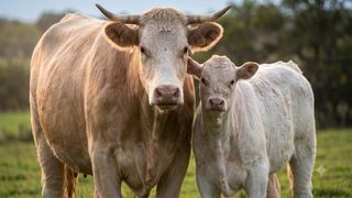 Agenda des animaux : un site gratuit pour faire connaître les mobilisations et initiatives animalistes