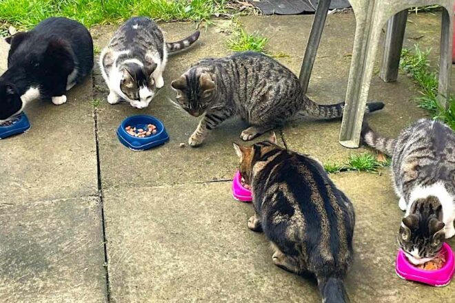 L’association des amis des chats, ACROmainville