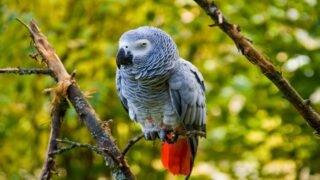 leboncoin interdit la vente d’animaux sauvages sur sa plateforme