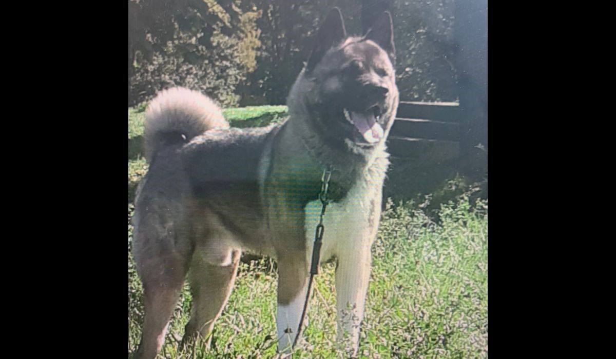 Pachino, un Akita américain, cherche sa famille pour la vie