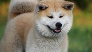 Hachiko, chien fidèle