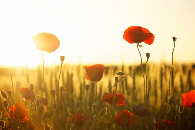 Cremalys collabore avec les partenaires locaux ! 