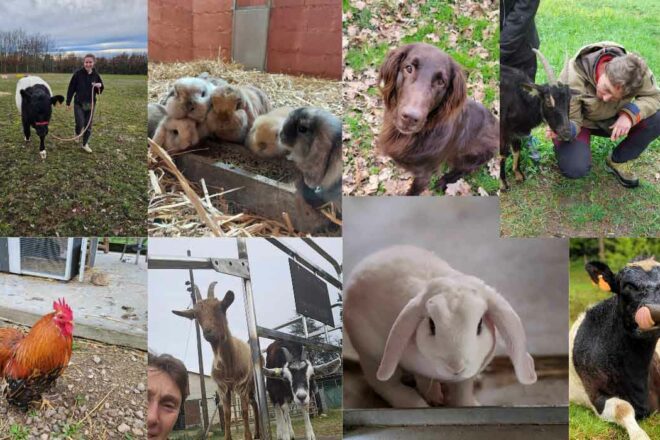 Ethoparc, une ferme d’animation basée sur l’éthologie et la relation homme-animal
