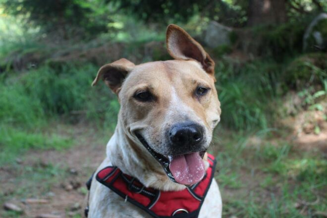 Bien choisir son éducateur canin