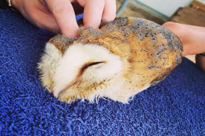 L’ostéopathie animale