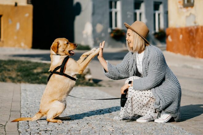 L’interdisciplinarité pour améliorer les relations humain-chien