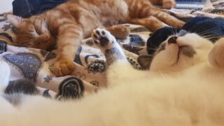 Bien-être félin : identifier et soulager les douleurs cachées chez votre chat