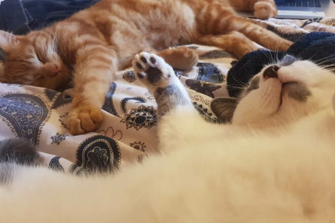 Bien-être félin : identifier et soulager les douleurs cachées chez votre chat