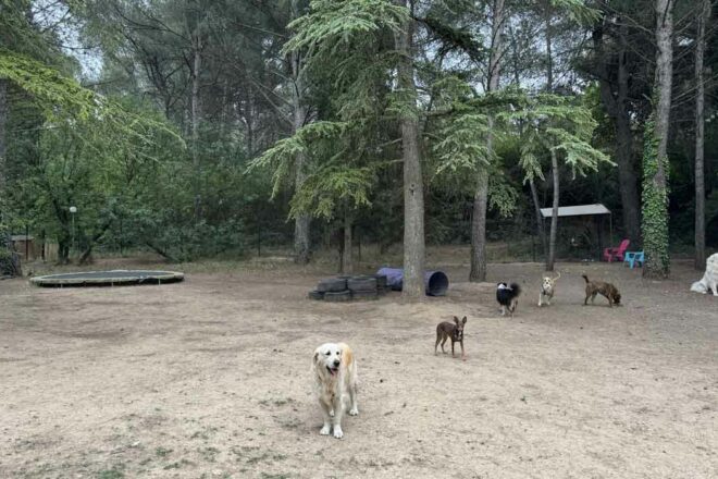 Centres aérés canins : un vide juridique qui étouffe les porteurs de projet