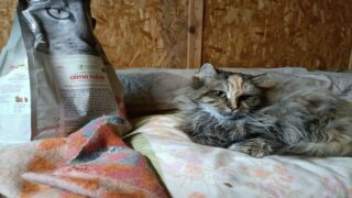  Almo nature donne 13 tonnes de nourriture à des animaux souffrant sous les bombes en Ukraine