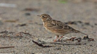 Chasses traditionnelles : les préfets toujours prompts à flatter le lobby au détriment des oiseaux