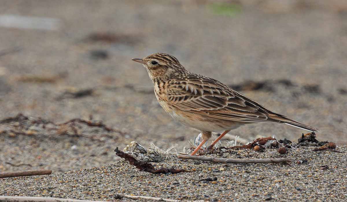 Chasses traditionnelles : les préfets toujours prompts à flatter le lobby au détriment des oiseaux