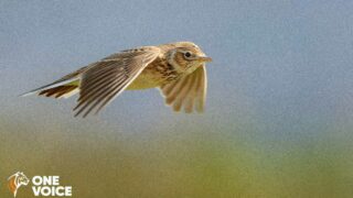 Chasses traditionnelles : la justice suspend les expérimentations de la honte ! (08, 33 et 47)