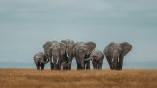 Journée mondiale des éléphants : ces Lionnes qui protègent les éléphants au Kenya