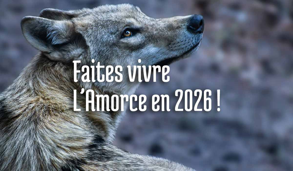 Soutenez L’Amorce sur HelloAsso !