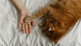 Pourquoi la connaissance de nos animaux de compagnie n’est-elle pas aussi avancée que nous pourrions l’espérer en 2025 ?