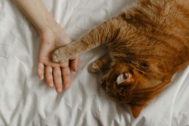 Pourquoi la connaissance de nos animaux de compagnie n’est-elle pas aussi avancée que nous pourrions l’espérer en 2025 ?