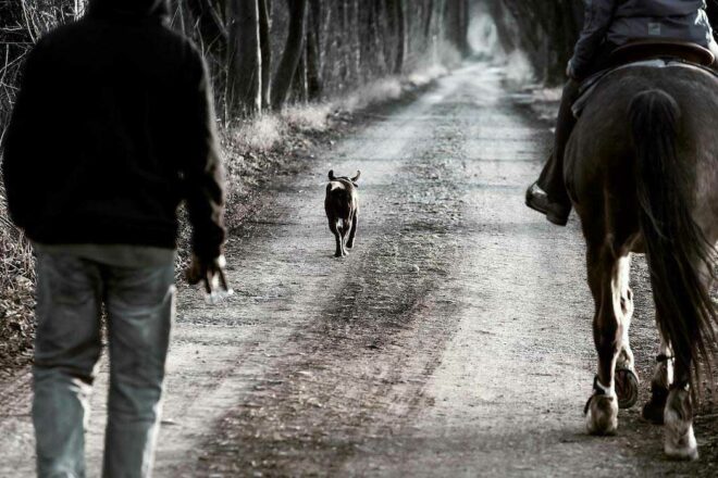 Anatomie comparée des mammifères terrestres