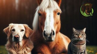 L’Association Nationale de Comportementalistes Animaliers
