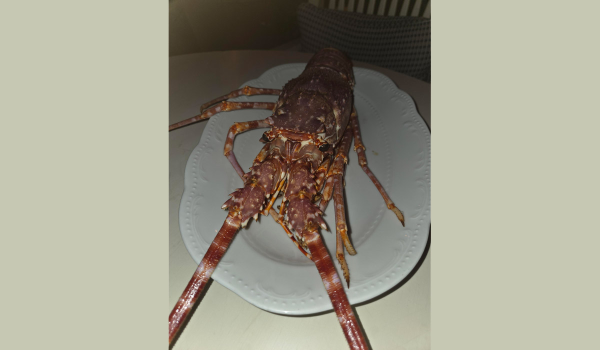 Dans un restaurant, Stéphane Lamart rachète 300 euros une langouste rouge méditerranéenne vivante et lui rend sa liberté Dans un restaurant, Stéphane Lamart rachète 300 euros une langouste rouge méditerranéenne vivante et lui rend sa liberté