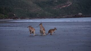 Voyager avec les animaux sans les trahir, la mission d’Anima Wildlab