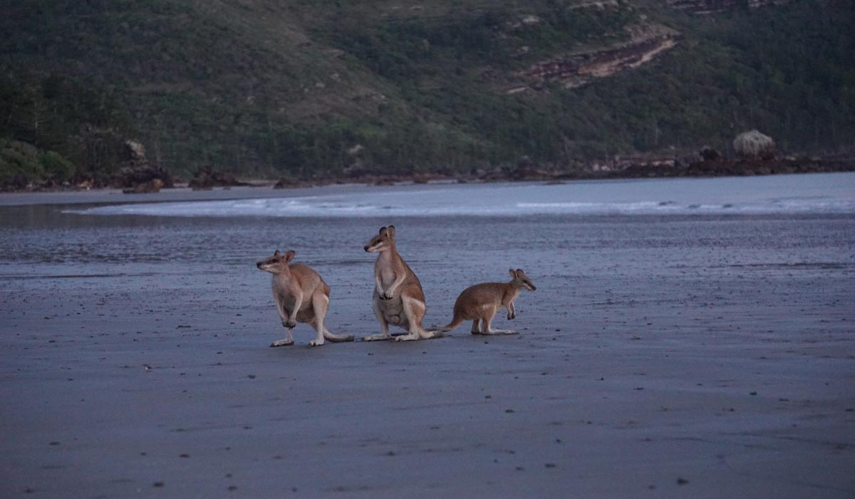 Voyager avec les animaux sans les trahir, la mission d’Anima Wildlab