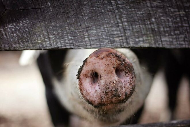 Plan de relance : 130 millions au service de l’ambitieuse promesse gouvernementale de moderniser les abattoirs