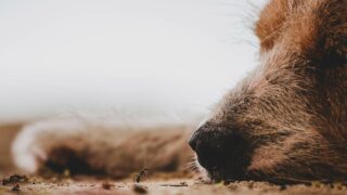 Mon animal vient de nous quitter…Puis-je l’enterrer dans mon jardin ?