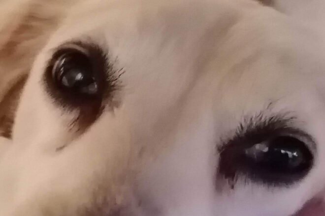 4 pattes pour tenir debout : les sans-abri et leurs animaux, un binôme dans une grande histoire d’amour et de survie