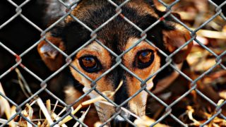 Présentation du refuge et du combat contre la maltraitance et le commerce de la viande de chiens