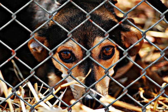 Présentation du refuge et du combat contre la maltraitance et le commerce de la viande de chiens