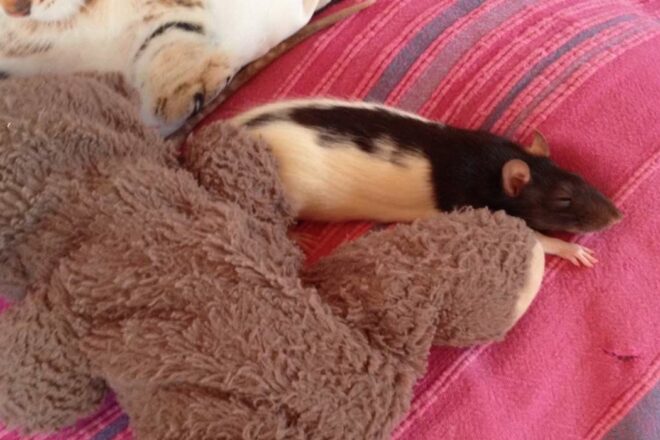 Animalerie 2.0 : peut-on réinventer l’animalerie ?