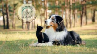 Se former aux métiers animaliers