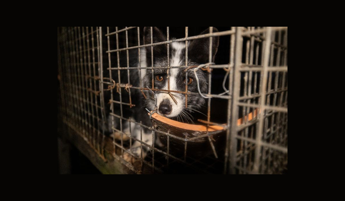 Les députés européens appellent la Commission à interdire enfin l’élevage d’animaux à fourrure