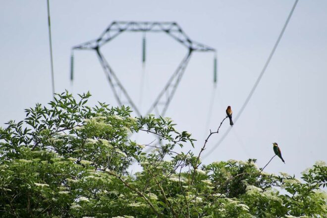 Les Animaux et les Hommes, la cohabitation urbaine et rurale