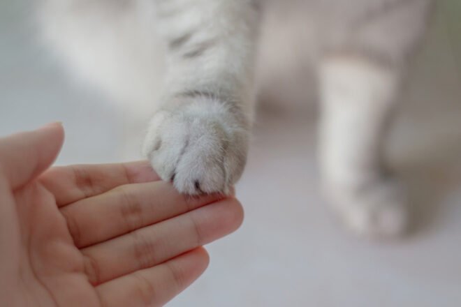 Les animaux peuvent se confier sur leurs problèmes et s’en libérer