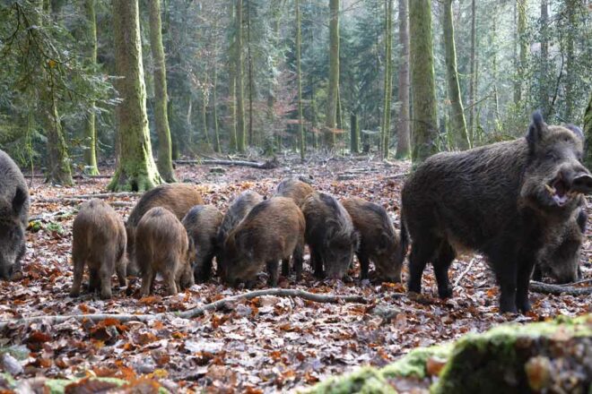 Sauvons les derniers sangliers du parc d’Anost (71)