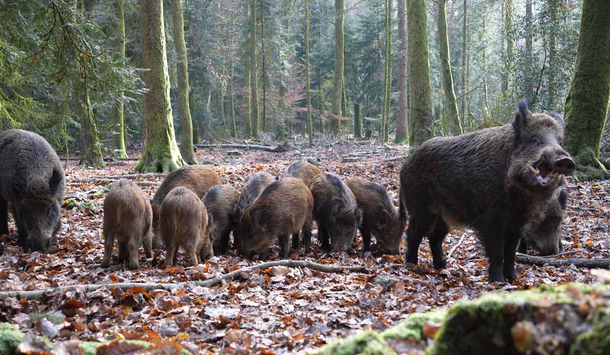 Sauvons les derniers sangliers du parc d’Anost (71)