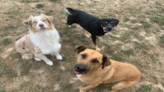 L’agressivité du chien en refuge