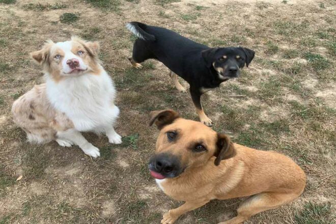 L’agressivité du chien en refuge