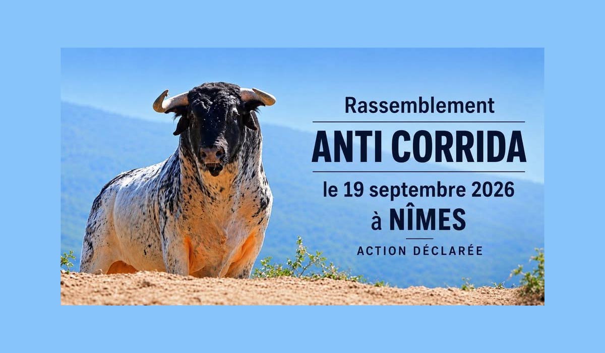 Appel à mobilisation – Manifestation anti-corrida à Nîmes