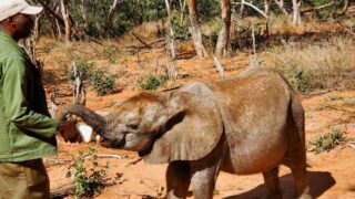 Un éléphant, un buffle et une seconde chance dans la vie…