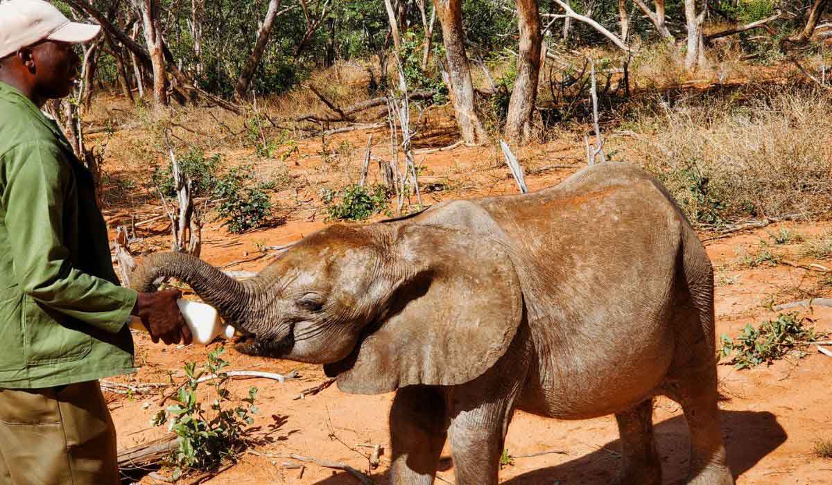 Un éléphant, un buffle et une seconde chance dans la vie…