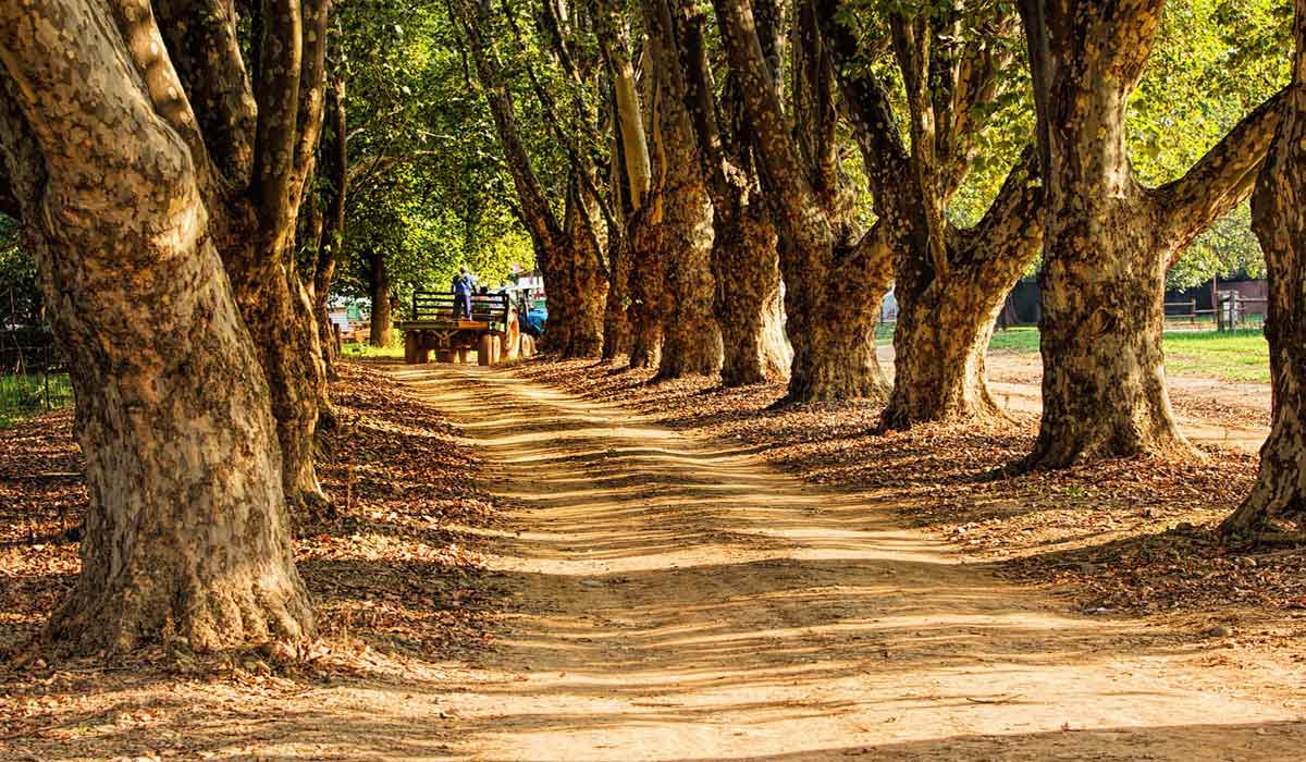 Préserver les allées d’arbres : une habitante engagée pour ce Patrimoine rural en Sologne