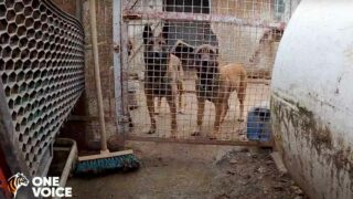 Arche de Noël : les animaux enfin sortis de l’enfer !